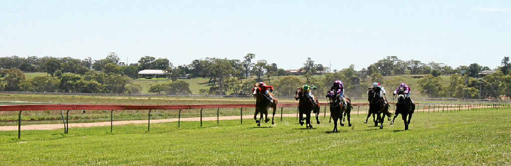 The Railway Hotel Allora Cup field coming up the straight. The Railway Hotel Allora Cup field coming up the straight.